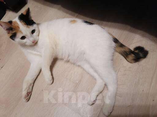 Кошки в Томске: Красавица необычная трехцветка Девочка, 10 руб. - фото 2