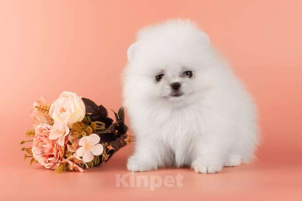 Собаки в Москве: Померанский шпиц Девочка, 45 000 руб. - фото 1