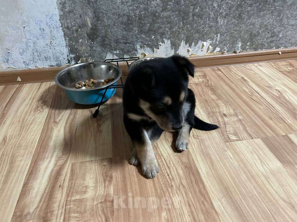 Собаки в Заречном: Щенок Немецкой овчарки Девочка, 4 000 руб. - фото 5