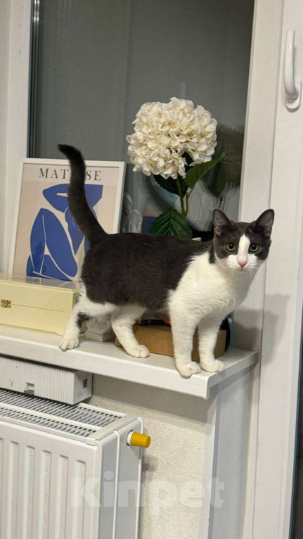 Кошки в Санкт-Петербурге: Котенок Томас ищет дом Мальчик, Бесплатно - фото 8