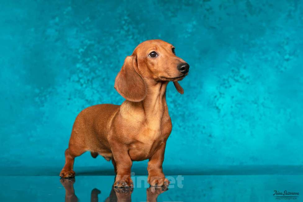 Собаки в Королеве: Такса взрослый пес Мальчик, 30 000 руб. - фото 8