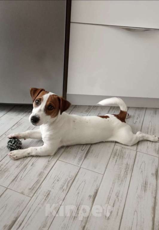 Собаки в других городах Орловской области: Вязка с титулованным кобелем джек-рассел-терьер Мальчик, 36 000 руб. - фото 7