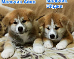 Собаки в Обнинске: Щенки Акита Мальчик, 30 000 руб. - фото 1