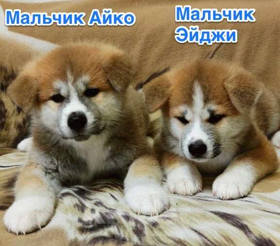 Собаки в Обнинске: Щенки Акита Мальчик, 30 000 руб. - фото 1