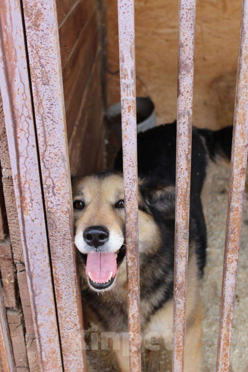 Собаки в Москве: Девушка которая любит! Девочка, Бесплатно - фото 2