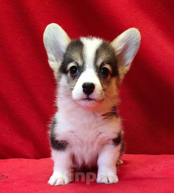 Собаки в Москве: Мальчики и девочки Мальчик, 40 000 руб. - фото 8