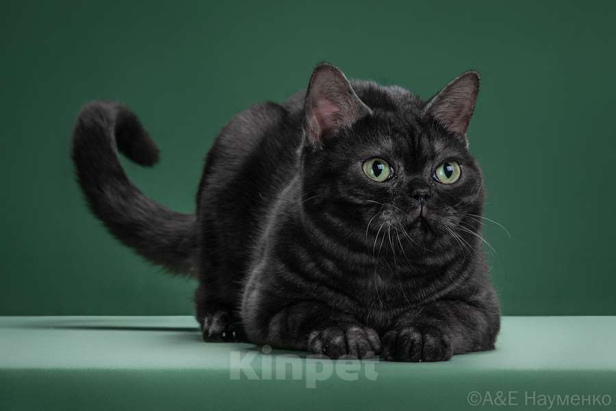 Кошки в Ликино-Дулево: Американская короткошерстная Мальчик, Бесплатно - фото 1