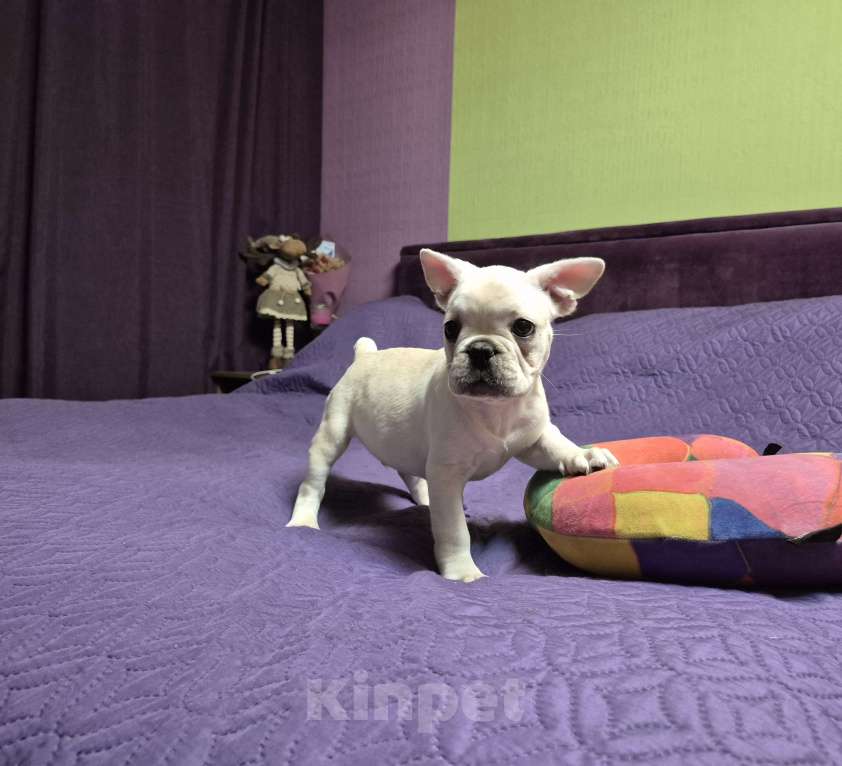 Собаки в Москве: Крем парень Мальчик, 50 000 руб. - фото 1