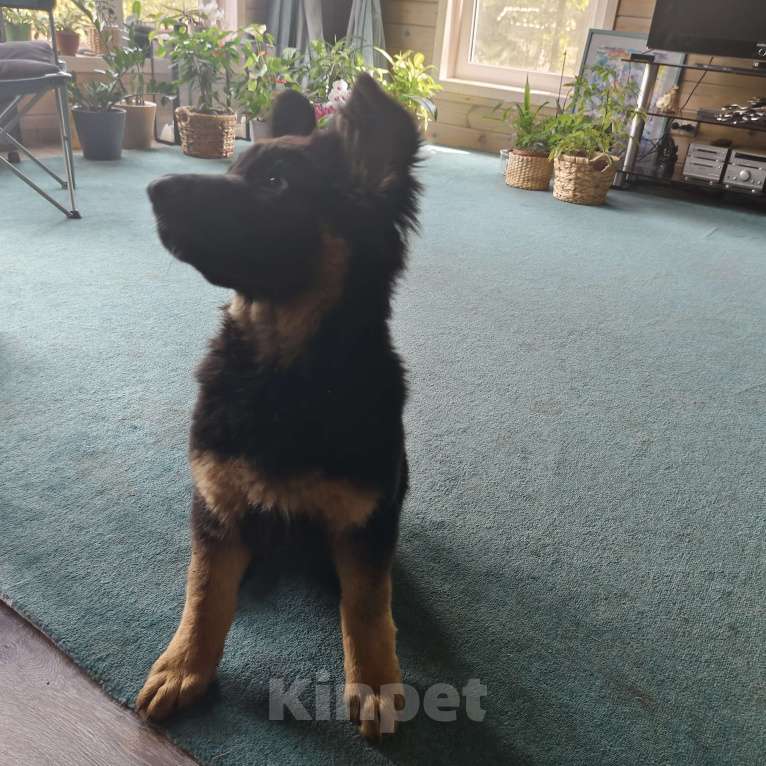 Собаки в других городах Московской области: Щенок немецкой овчарки Девочка Девочка, Бесплатно - фото 2