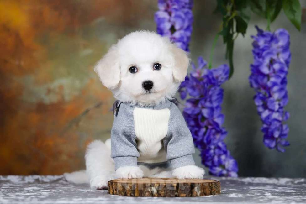 Собаки в Новосибирске: Бишон фризе. Мальчик, 110 000 руб. - фото 3