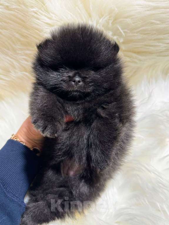 Собаки в Санкт-Петербурге: Померанский шпиц девочка  Девочка, 50 000 руб. - фото 2