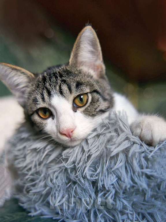 Кошки в Москве: Трогательный, нежный котенок-подросток Месси ищет дом Мальчик, Бесплатно - фото 3