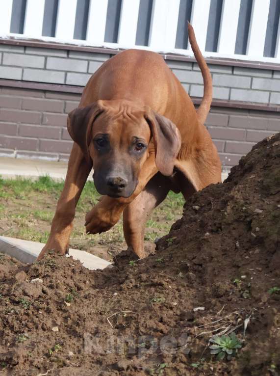 Собаки в Москве: Мальчик родезийского риджбека Мальчик, 60 000 руб. - фото 8
