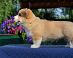 Собаки в Хотьково: Кобель Корги Пемброк Мальчик, 90 000 руб. - фото 3