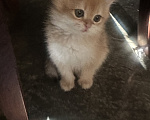 Кошки в Саке: Котята! Девочка, 20 000 руб. - фото 5
