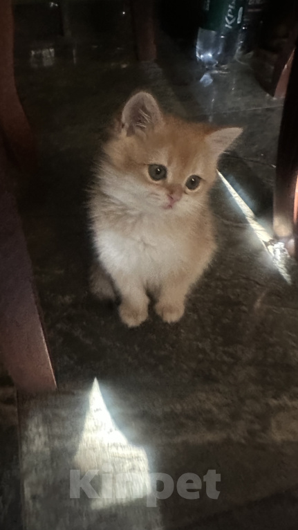 Кошки в Саке: Котята! Девочка, 20 000 руб. - фото 5