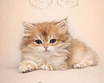 Кошки в Москве: Британские длинношерстные золотые котята Разнополые, Бесплатно - фото 5