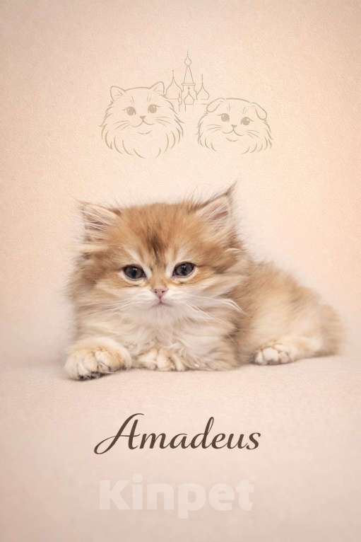 Кошки в Москве: Британские длинношерстные золотые котята Разнополые, Бесплатно - фото 5