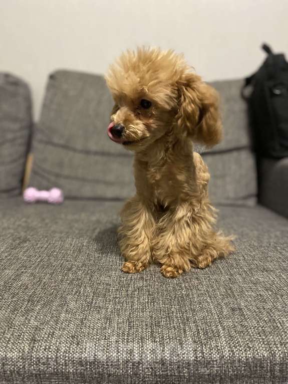 Собаки в Волгограде: Продам собачку Мальтипу  Девочка, 55 000 руб. - фото 3