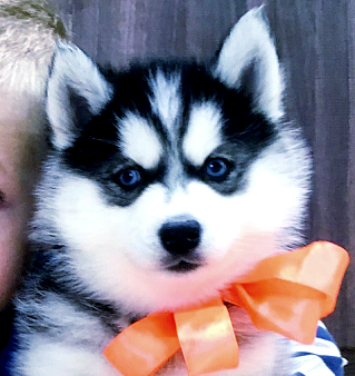 Хаски Щенки Разных окрасов