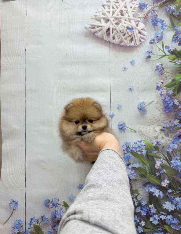 Собаки в Москве: Очаровательная девочка Девочка, 25 000 руб. - фото 1