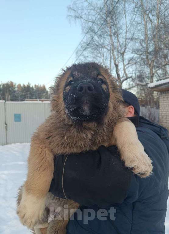 Собаки в Екатеринбурге: Профессиональный питомник предлагает щенков д. р. 24.08.25 г. Девочка, Бесплатно - фото 5