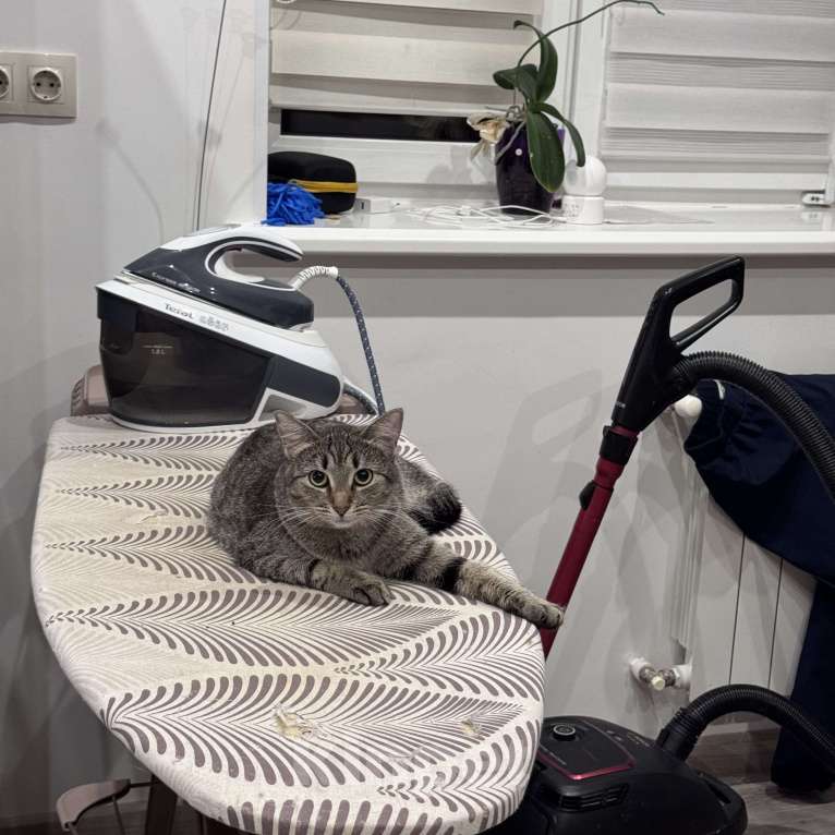 Кошки в Москве: Котенок в добрые руки Девочка, Бесплатно - фото 3