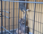 Кошки в Яхроме: Котятам срочно нужен дом. Разнополые, Бесплатно - фото 2