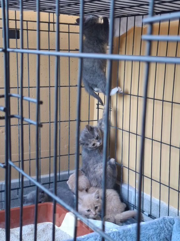 Кошки в Яхроме: Котятам срочно нужен дом. Разнополые, Бесплатно - фото 2