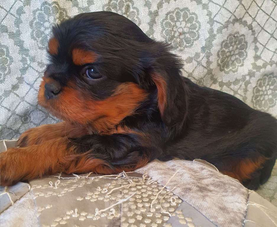 Собаки в других городах Московской области: Предлагаем вам стать владельцем щенка королевской породы Мальчик, 60 000 руб. - фото 2