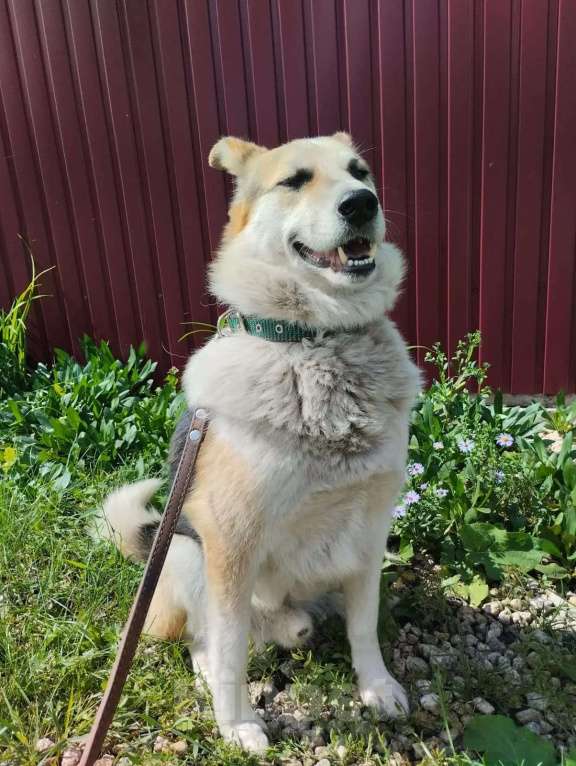 Собаки в Липецке: Собака в добрые руки  Мальчик, Бесплатно - фото 4