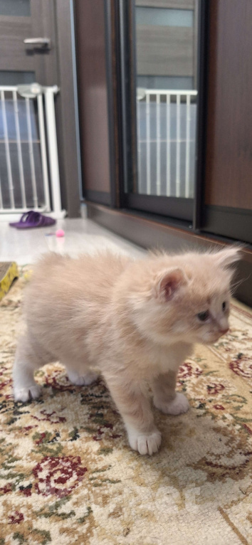 Кошки в Ростове-на-Дону: Малыши курилы Разнополые, Бесплатно - фото 5