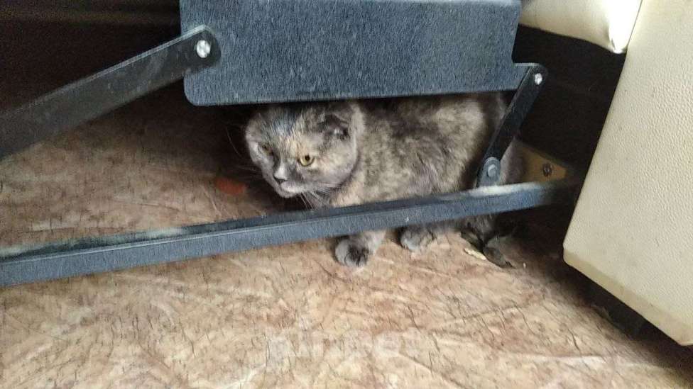 Кошки в Богородске: Найдена кошка  Девочка, 1 руб. - фото 1