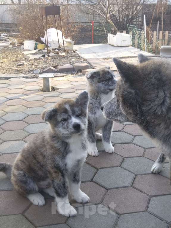 Собаки в Арсеньеве: Щенок акита, тигровый мальчик Мальчик, 50 000 руб. - фото 3