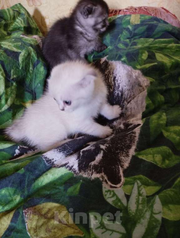 Кошки в Ростове-на-Дону: Девочка Девочка, 5 000 руб. - фото 2