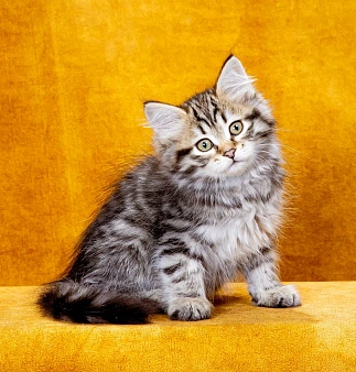 Сибирский котенок Клим