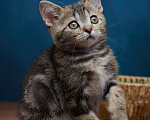 Кошки в Барнауле: Котик-страйт Винстон🖤 Мальчик, Бесплатно - фото 8