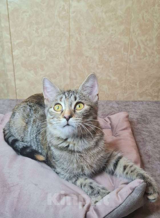 Кошки в Москве: Сэра едет на выставку-пристройство WOOF в Москву  Девочка, Бесплатно - фото 1