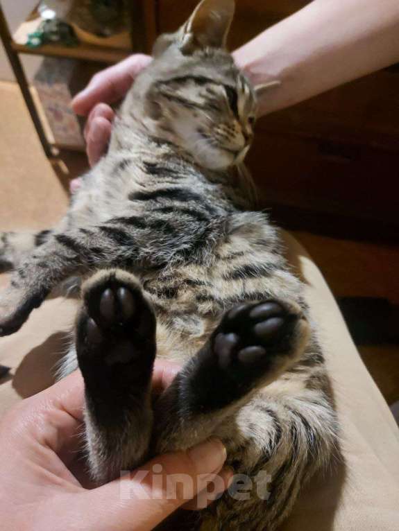 Кошки в других городах Московской области: Космическая одноглазая кошка (котенок) Девочка, 1 руб. - фото 5