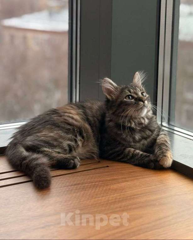 Кошки в Москве: Спасённая от смерти малышка ищет дом Девочка, Бесплатно - фото 3