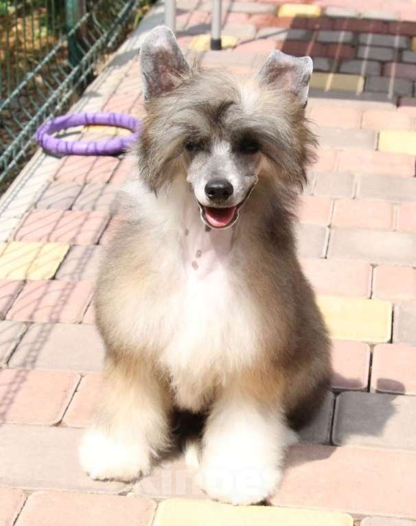 Собаки в Феодосии: Пуховый мальчик китайской хохлатой  Мальчик, Бесплатно - фото 4