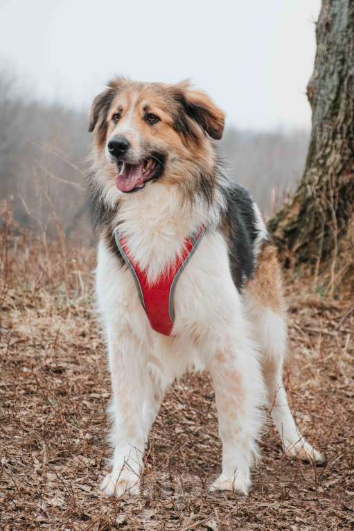 Собаки в Москве: Дюша - метис бордер-колли из приюта в добрые руки Мальчик, Бесплатно - фото 6
