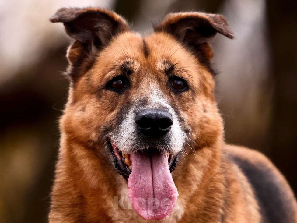 Собаки в Москве: Собака из приюта в добрые руки Девочка, Бесплатно - фото 5