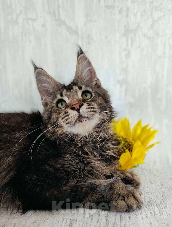 Кошки в Москве: Кошечка мейн-кун полидакт котенок  Девочка, 25 000 руб. - фото 2