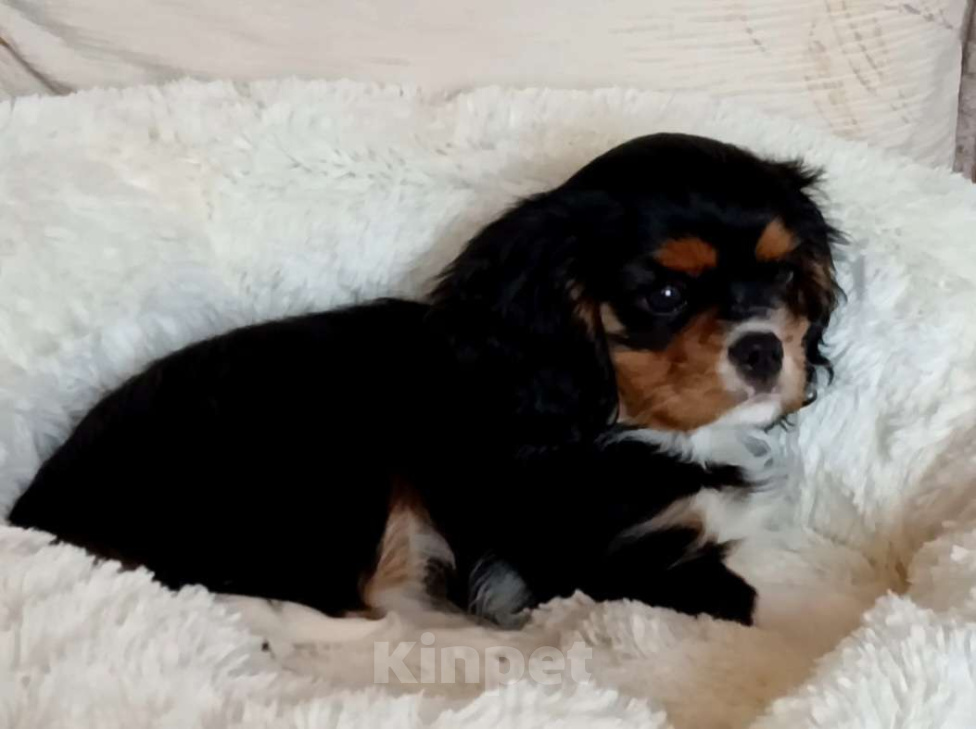 Собаки в Москве: Девочка Кавалер Кинг Чарльз спаниель  Девочка, Бесплатно - фото 2