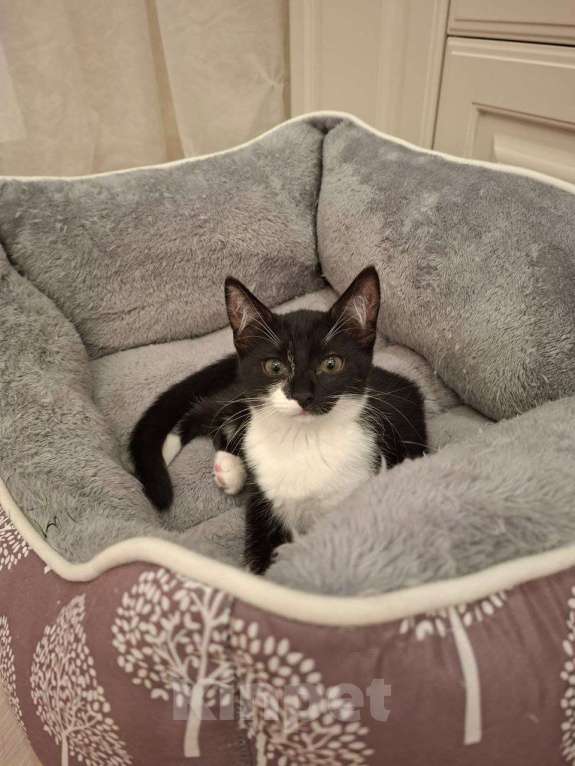 Кошки в Москве: Чернушка в добрые руки. Девочка, Бесплатно - фото 2