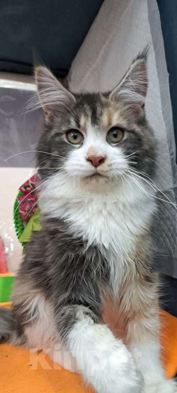 Кошки в Москве: Маленькие рыси Девочка, 90 000 руб. - фото 3