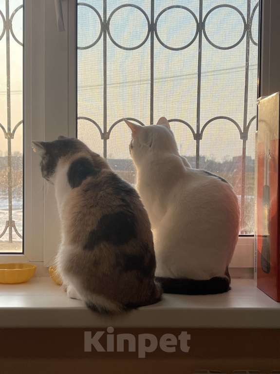 Кошки в Хабаровске: Отдам в добрые руки Разнополые, Бесплатно - фото 4