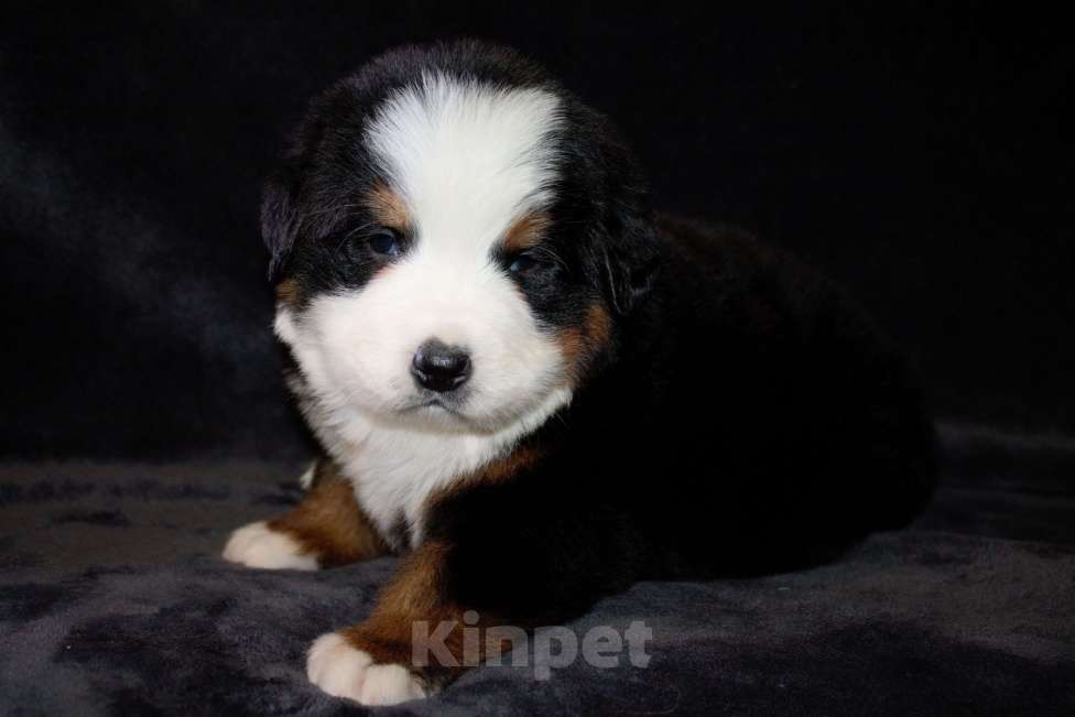 Собаки в других городах Московской области: Бернский зенненхунд Мальчик, 100 000 руб. - фото 3