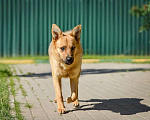 Собаки в Москве: Алтай-пес, которого никто не замечает!!!! где ему найти свое счастье? Мальчик, Бесплатно - фото 4